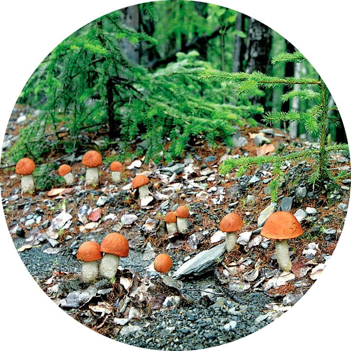 Qué hacer si tienes una infección por hongos grave